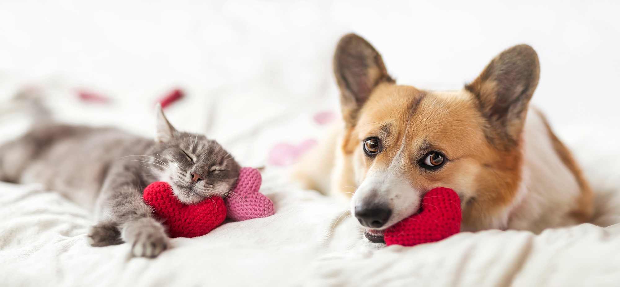 Cute,Corgi,Dogs,And,Striped,Cat,Lie,Together,On,The