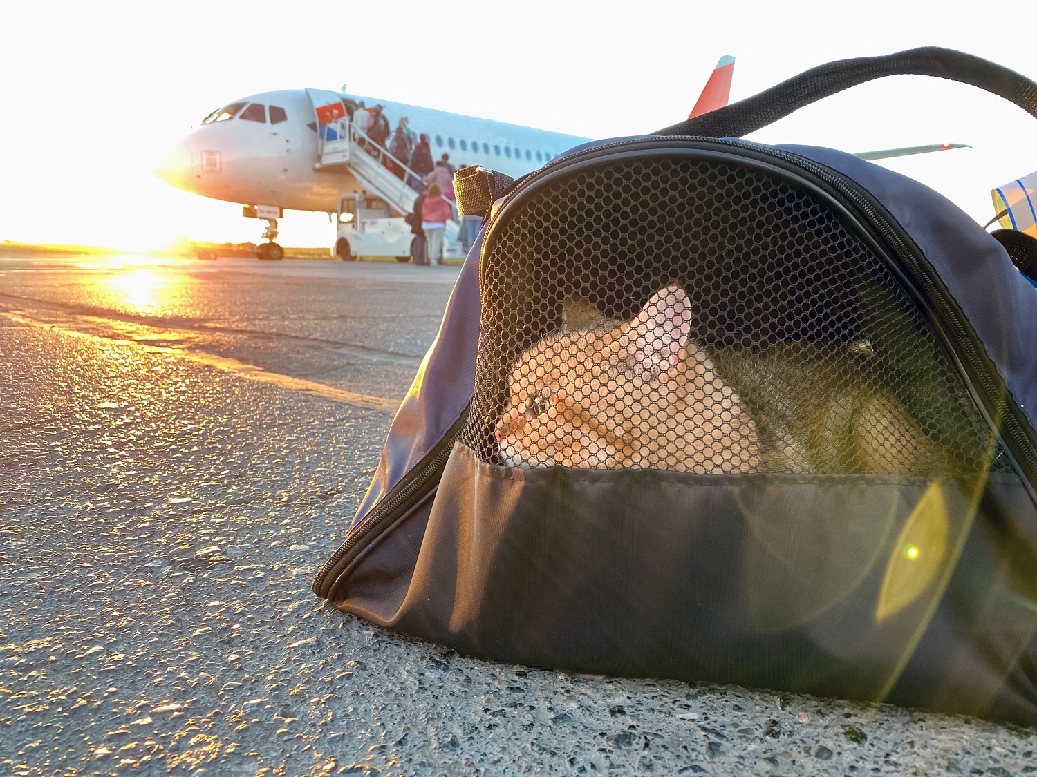 Cat,In,Carrying,Case,At,Airplane,In,Sunrise.,Сat,Carrier